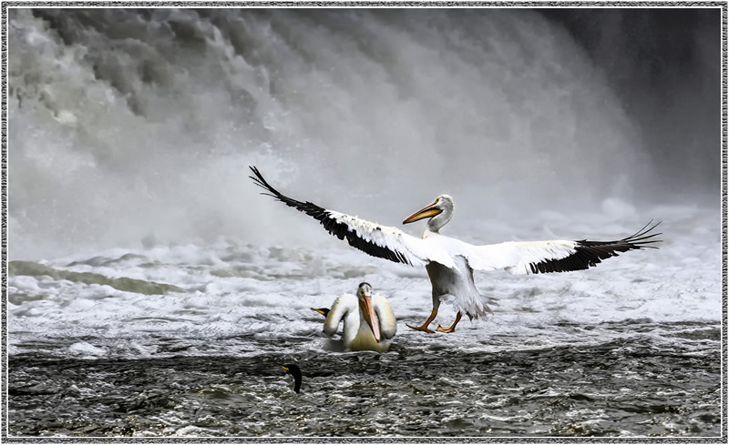 Dramatic Landing by Marlene Smith